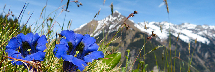 Urlaub im Zillertal